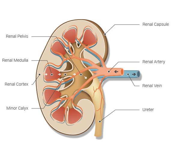 Lahey Transplant - Kidney Anatomy
