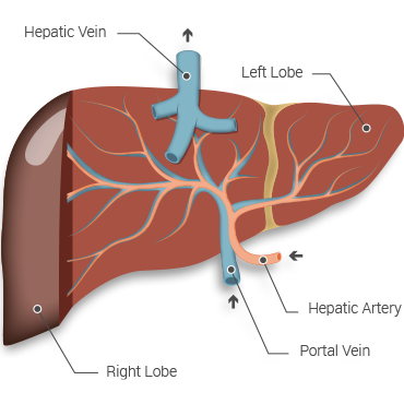 Liver Diagram With Blood Vessels / The Digest-less Clinic!: Liver